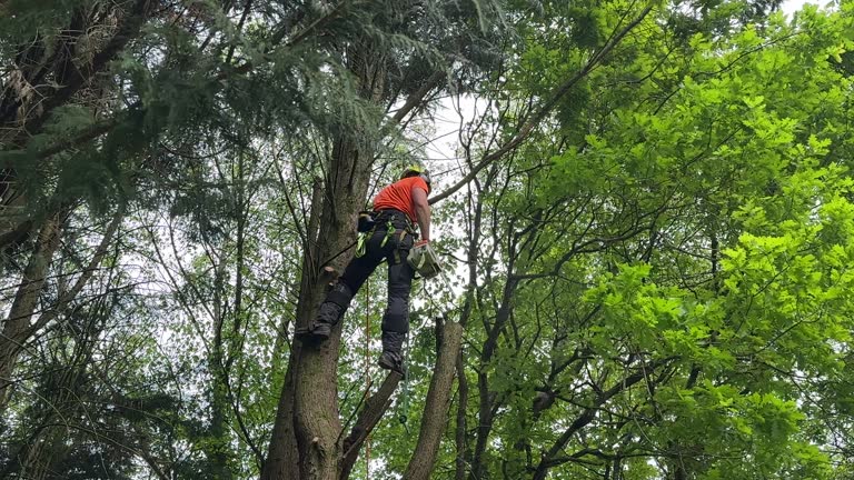 Best Tree Preservation Services  in Petersburg, IL